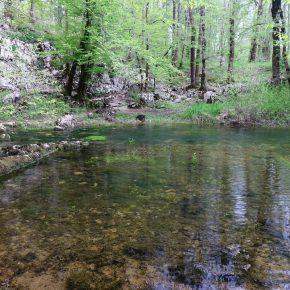 DSC05612 resize 290x290 - &Scaron;ČUKOLOV MOŽEN TUDI V RAKOVEM &Scaron;KOCJANU