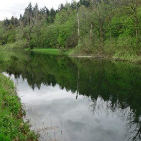 DSC05647 resize 290x290 - &Scaron;ČUKOLOV MOŽEN TUDI V RAKOVEM &Scaron;KOCJANU