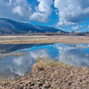 DSC03256 resize 290x290 - KURENT PRINESEL ZIMO