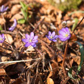 DSC03343 resize 290x290 - POPOLDANSKI POBEG PRED KORONA VIRUSOM