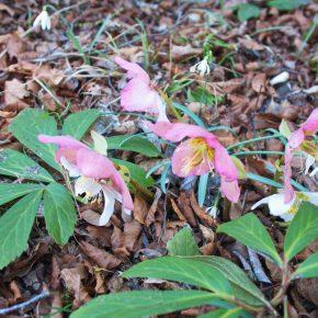 DSC03348 resize 290x290 - POPOLDANSKI POBEG PRED KORONA VIRUSOM