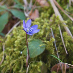 DSC03349 resize 290x290 - POPOLDANSKI POBEG PRED KORONA VIRUSOM