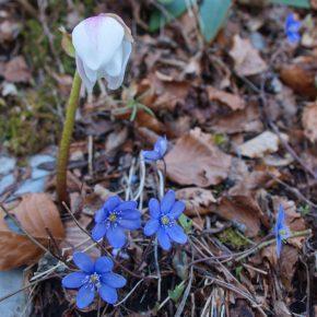 DSC03351 resize 290x290 - POPOLDANSKI POBEG PRED KORONA VIRUSOM