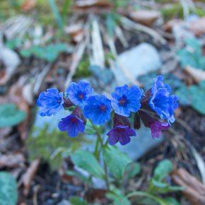 DSC03362 resize 290x290 - POPOLDANSKI POBEG PRED KORONA VIRUSOM