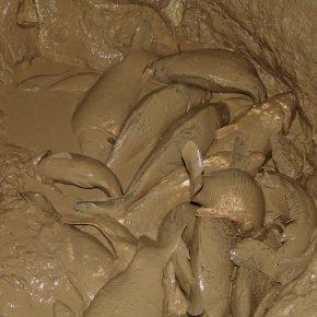 NOČNO RE&Scaron;EVANJE RE&Scaron;ETO Foto Tine &Scaron;ubic 13 290x290 - NOČNO RE&Scaron;EVANJE V RE&Scaron;ETU