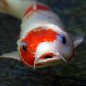 KRAP 290x290 - KOI KRAP