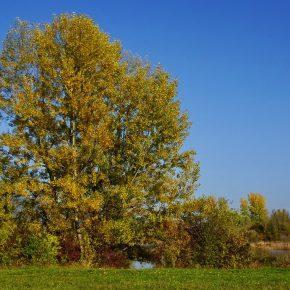 DSC04312 resize 290x290 - JESENSKO JEZERO V VSEJ SVOJI LEPOTI