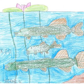 Scuka Tomaz 290x290 - Natečaj nari&scaron;i ribo uspe&scaron;no zaključen