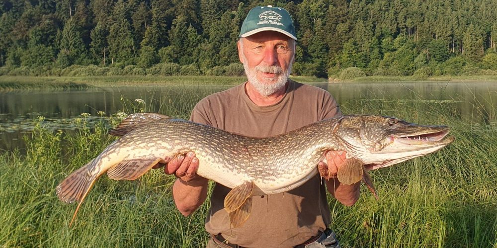 METRSKE ŠČUKE V CERKNIŠKEM JEZERU