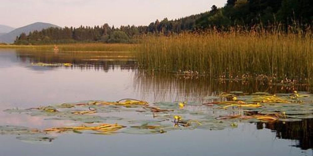 Potrjevanje članskih izkaznic in izdaja dovolilnic