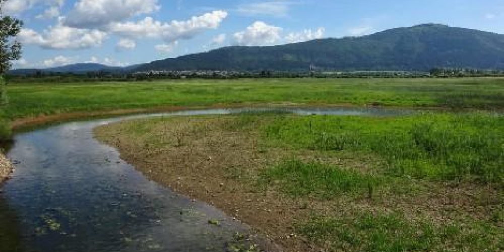 Ribe dobile osvežitev