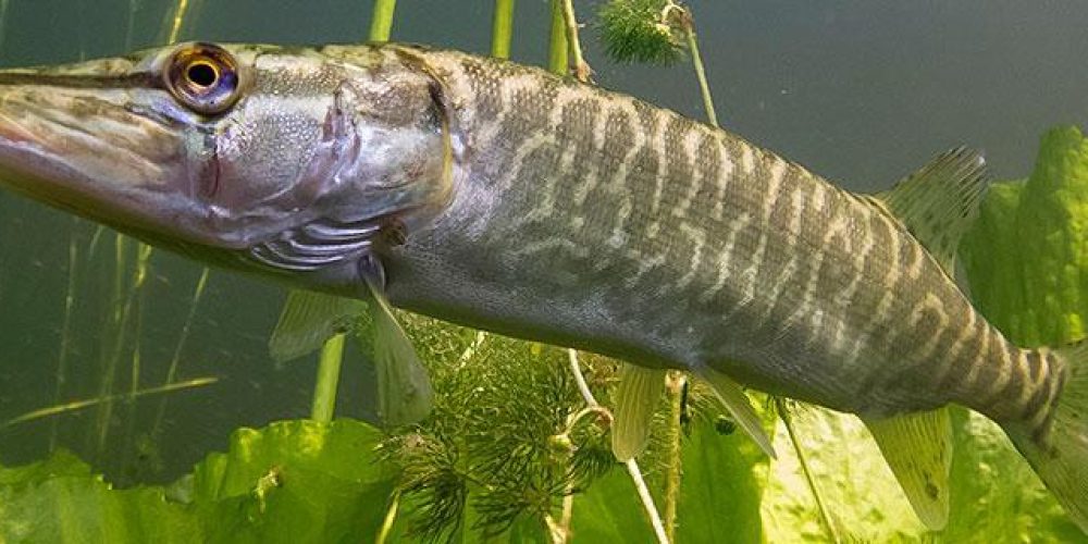 RIBOLOV ŠČUKE NA BLOŠKEM JEZERU