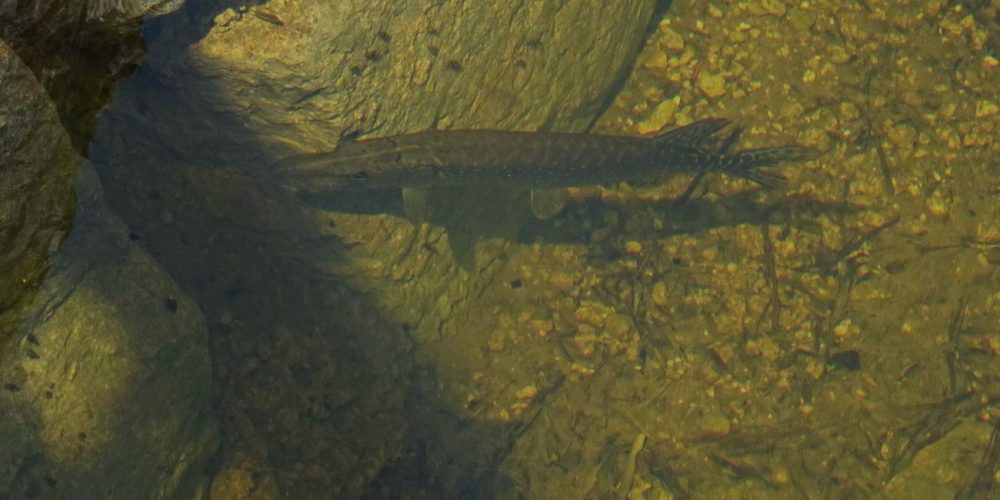 VODOSTAJ V JEZERU NARAŠČA