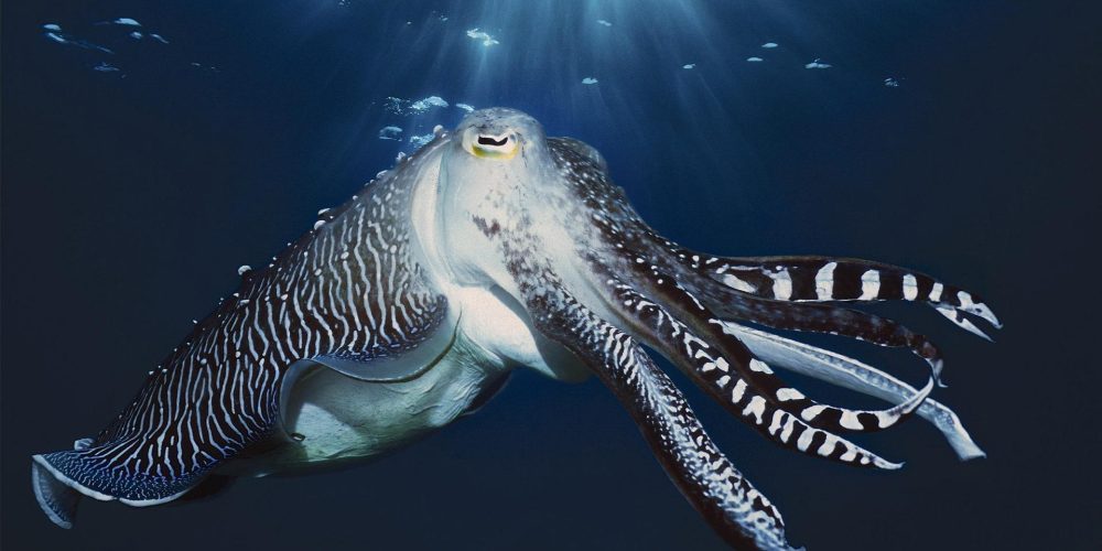 RIBOLOV MEHKUŽCEV ZA ČLANICE IN ČLANE MLADINSKE SEKCIJE