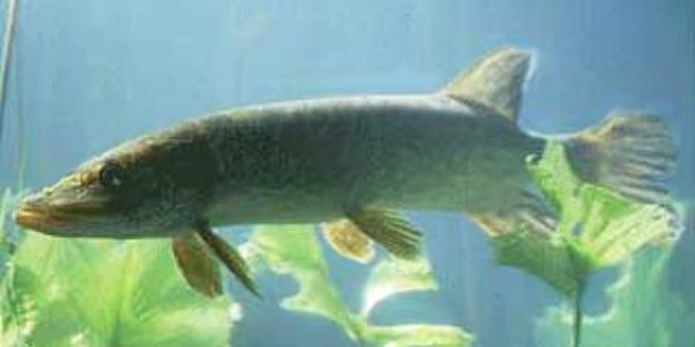 Pike, Ščuka, Hecht, Luccio, (Exos lucius) Linnaeus, 1758