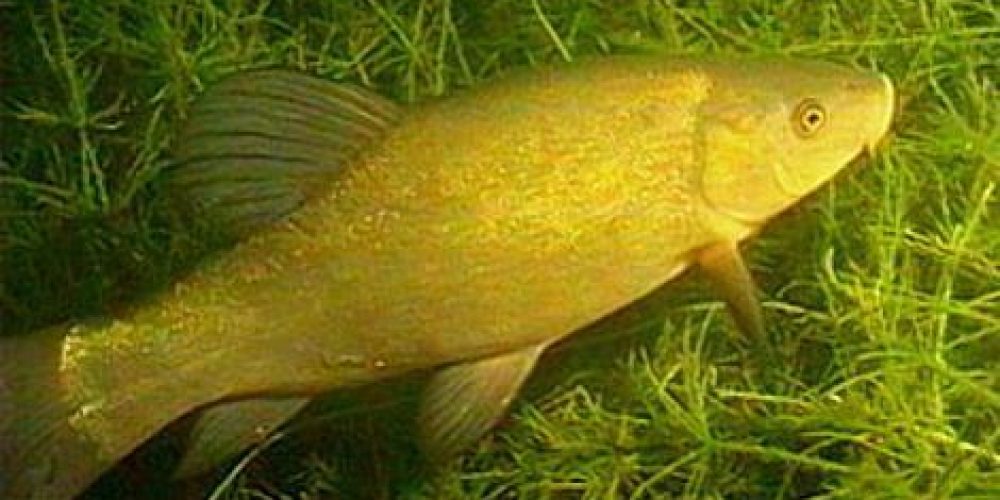 Tench, Linj, Schleie, Tinca, (Tinca tinca) Linnaeus, 1758