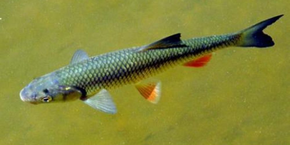 Chub, Klen, Dobel, Cavedano, (Luciuscus cephaluus) Linnaeus, 1758