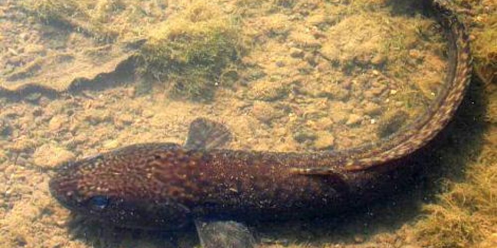 Burbit, Menek , Quappe, Bottatrice, (Lota lota) Linnaeus, 1758