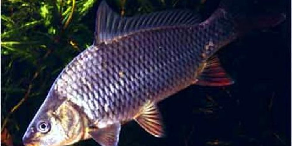 Carp, Krap, Karpfen, Carpa, (Ciprinus carpio) Linnaeus, 1758