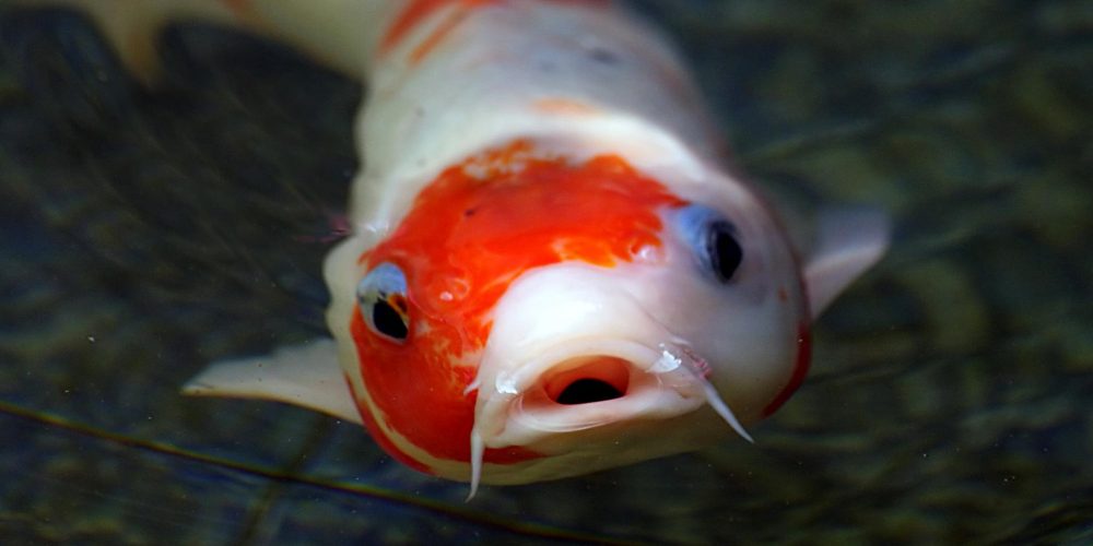 KOI KRAP
