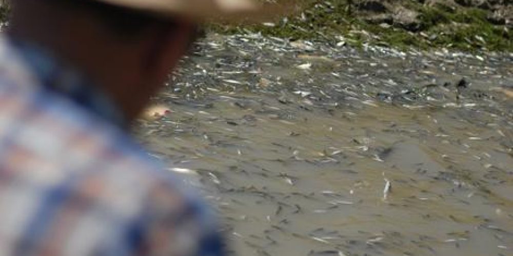 Fish rescuing in Lake Cerknica