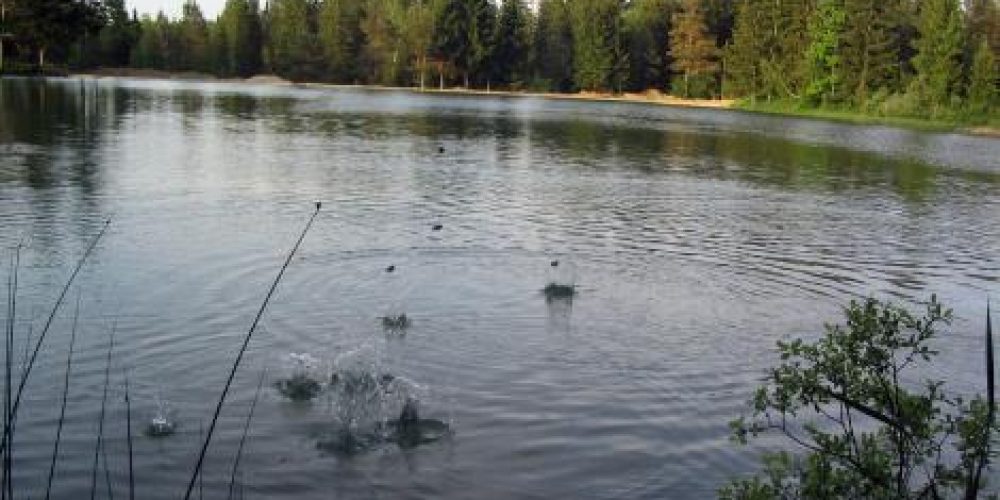 Sanitation of the Lake Bloke – fish, crab and shell settling