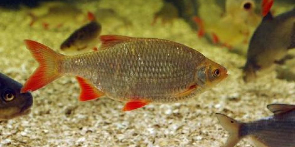 Rdečeperka, Red Eye, Rotfeder, Scardola, (Scardinius eryhropsalmus) Linnaeus, 1758