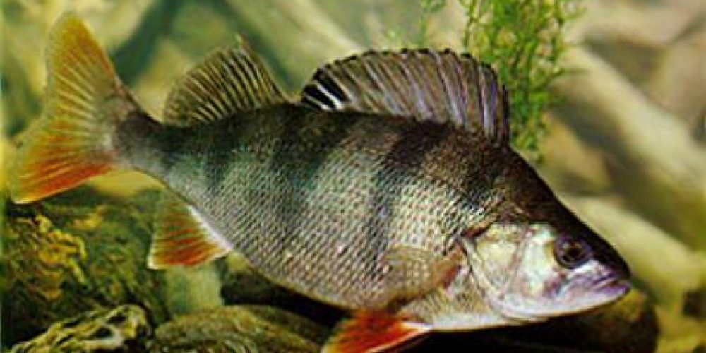 Navadni ali potočni ostriž Perch, Barsch, Persico reale, (Perca fluviatilis) Linnaeus, 1758