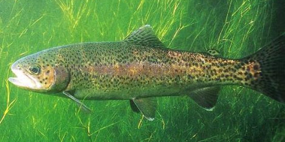 Alohtona Kalifornijska (ameriška) postrv, šarenka, Rainbow trout, Regenbogenforelle, Trota iridea, (Salmo gairdneri) Richardson, 1836