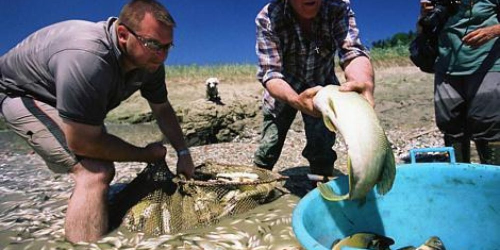 Carp inserting in Lake Bloke