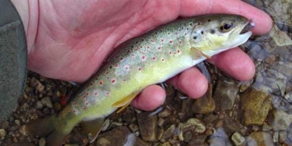 Brown Trout, Avtohtona Potočna postrv, Bachsforelle, Trota fario, (Salmo trutta f. fario) Linnaeus, 1758