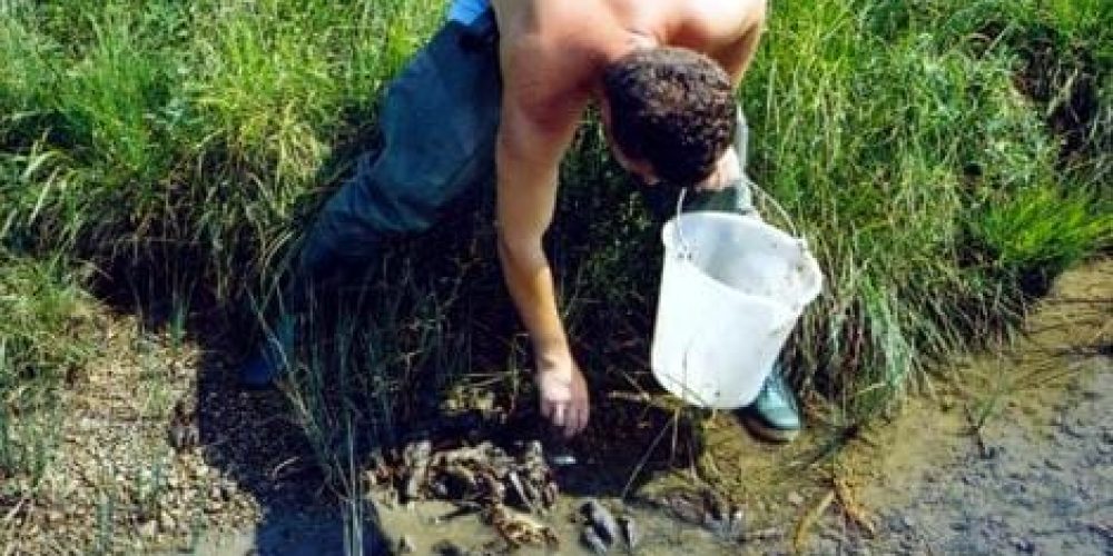 Fish rescuing in Lake Cerknica